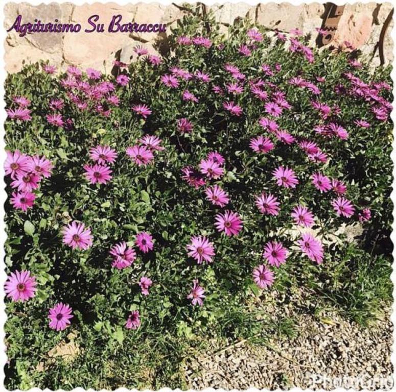 Agriturismo Su Barraccu Loceri ภายนอก รูปภาพ