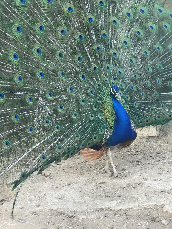 Agriturismo Su Barraccu Loceri ภายนอก รูปภาพ
